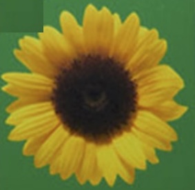 HD Sunflower